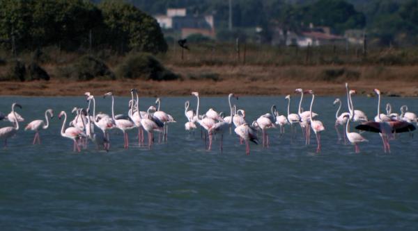 Bild 1 von 4: In den Salzwiesen auf Sant' Antioco und San Pietro hat der Rosa Flamingo optimale  Lebensbedingungen gefunden.
