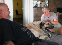 Die großen Hunde - Mit Martin Rütter