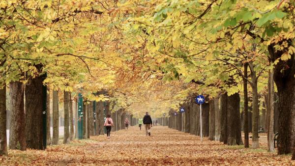 Bild 1 von 4: Prater Hauptallee.