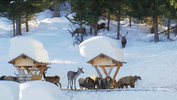 Bild 1 von 8: Im Bild: Wildfütterung nahe Obertilliach.