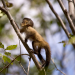Tierkinder der Wildnis