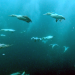 Tierische Freibeuter der Meere