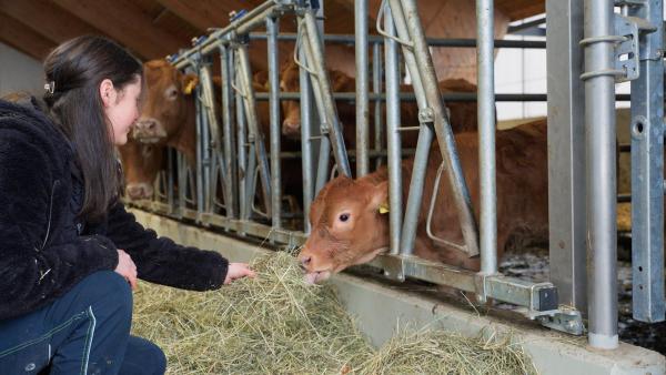 Bild 1 von 5: Im Bild: Elena Kessler in ihrem Stall bei der Fütterung der Kälber.