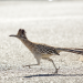 Abenteuer Wildnis
