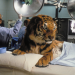 Dr. Dolittle