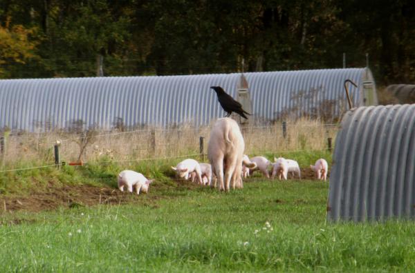Bild 1 von 6: Ein Rabe sitzt auf einer Muttersau. Schweinezüchter berichten von Ferkel-Verlusten durch Raben.