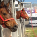 Tiertransporte XXL - Air Horse One