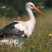 Die Wiese