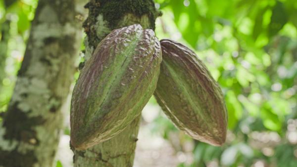 Bild 1 von 10: Exportweltmeister Elfenbeinküste: Mehr als 40 Prozent der globalen Kakaoproduktion stammt aus dem westafrikanischen Land.