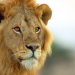 Serengeti