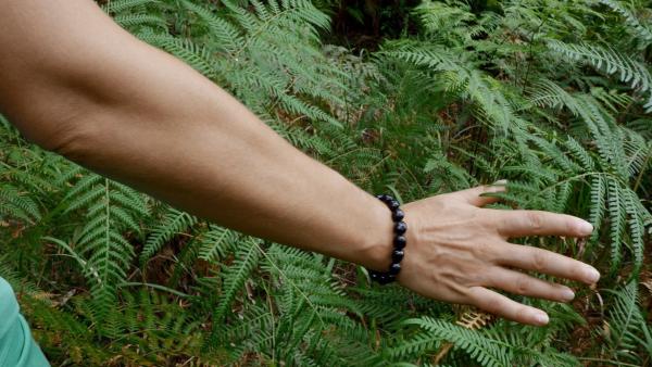 Bild 1 von 4: Alles hängt mit allem zusammen und auch mit Farnen kann der Mensch  kommunizieren.