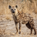 Spezialeinheit der Tiere - Kampfstrategen