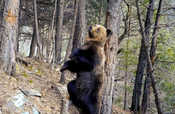 Bild 1 von 5: Ein Braunbär in den Pyrenäen. Er hat die Fotofalle ausgelöst.