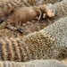 Wilde Tierbabys