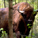 Die Rückkehr der Wildnis