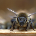 Warum sterben die Bienen?
