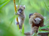 Madagaskar - Tropisches Inselparadies