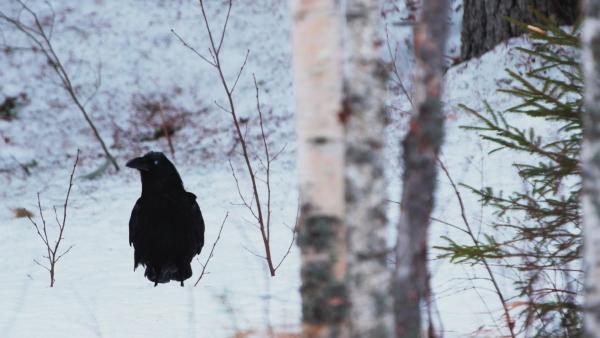 Die Königin des Nordens