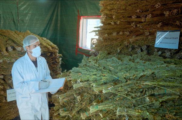 Bild 1 von 4: Pharmazeutisches Cannabis in einer Kooperative: Die Ernte der Bauern, die sich der Legalisierung angeschlossen haben, wird von hier aus in Ausland verkauft.