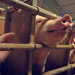 Unser Fleisch - Bio oder Masse?
