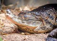 Zoo und so - Tierisch wild!