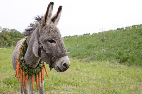 Bild 1 von 5: Anlässlich einer Zeremonie zum Wohl der Tiere wird Eo eine Karottenkette umgelegt.