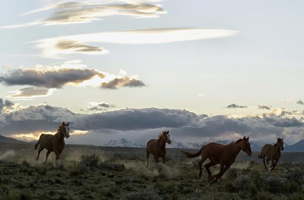 Bild 1 von 6: Domestizierte Wildpferde in der Andenlandschaft nahe der argentinischen Stadt El Calafate