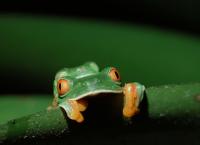 Wildes Lateinamerika