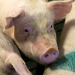 Armes Schwein - Fettes Geschäft