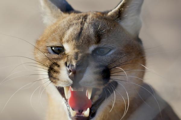 Bild 1 von 3: Der Karakal ist eine Raubkatze von knapp einem Meter Länge, die im Schnitt unter 15 Kilogramm wiegt.