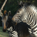 Nashorn, Zebra & Co