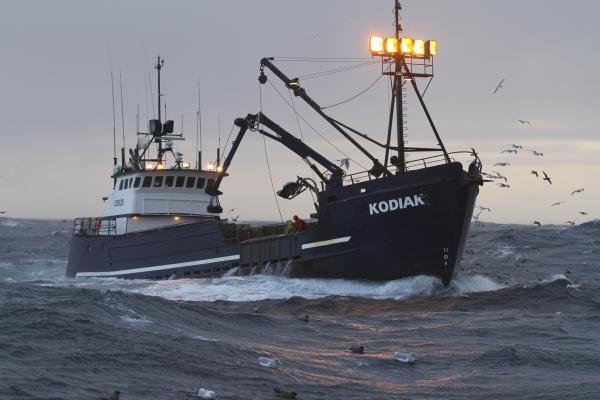 Bild 1 von 4: Kodiak