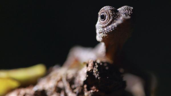 Bild 1 von 1: Flugdrachen haben spezielle Häute, mit denen die baumbewohnenden Echsen im dichten Regenwald von Stamm zu Stamm gleiten können.