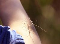 Das Waisenhaus für wilde Tiere