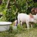Rennschwein Rudi Rüssel