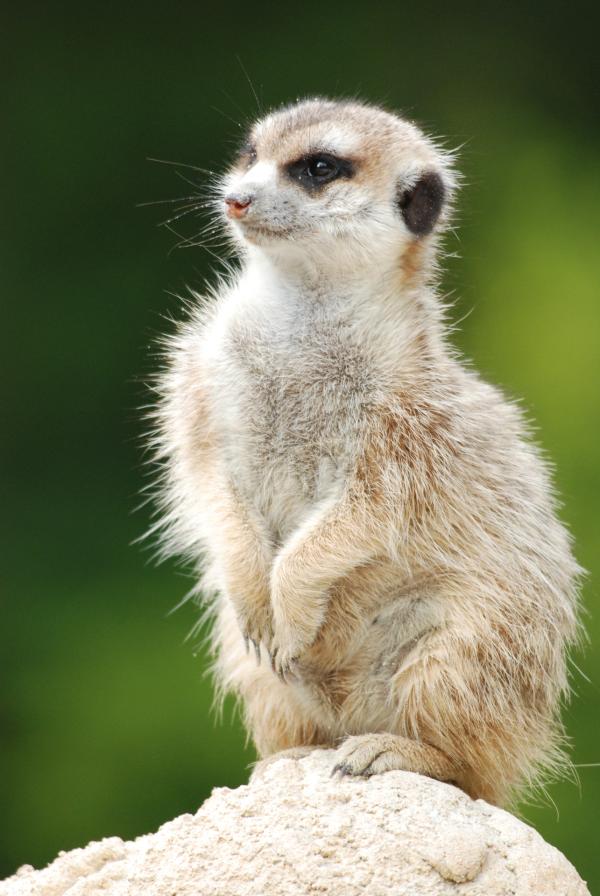 Bild 1 von 1: Ein Erdmännchen.