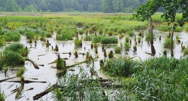 Bild 1 von 4: Naturmoor.