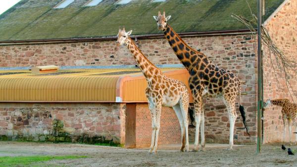 Bild 1 von 12: Im Bild: Giraffenbulle Meru und Giraffendame Orla.