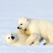 Auf Wiedersehen Eisbär!