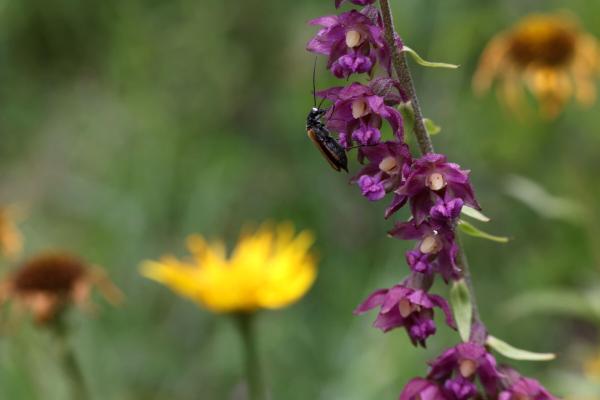 Bild 1 von 15: Wiesenmakro, Blumenwiese , Detail.