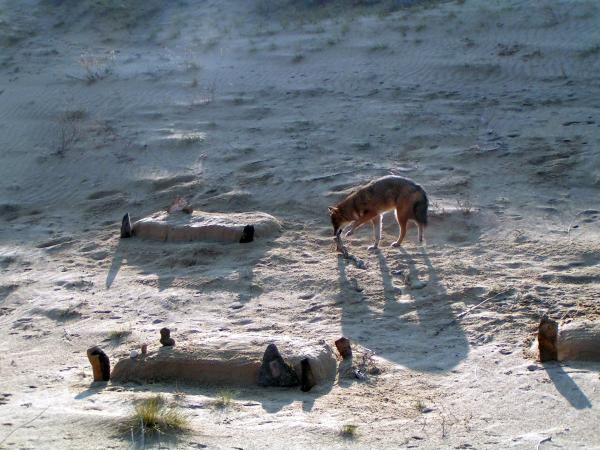 Bild 1 von 7: Schakal beim Grabplündern, Ägypten.