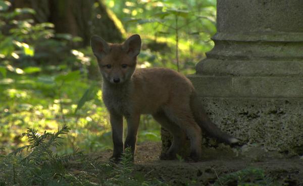 Bild 1 von 13: Der Waldfriedhof ist mit über 160 Hektar der zweitgrößte Friedhof Deutschlands. Fast 65.000 Grabstätten finden sich inmitten alter Bäume. Hier finden Füchse in alten Gräbern ideale Orte für ihre Baue und die Fuchswelpen (im Bild) einen besonderen Spielplatz.