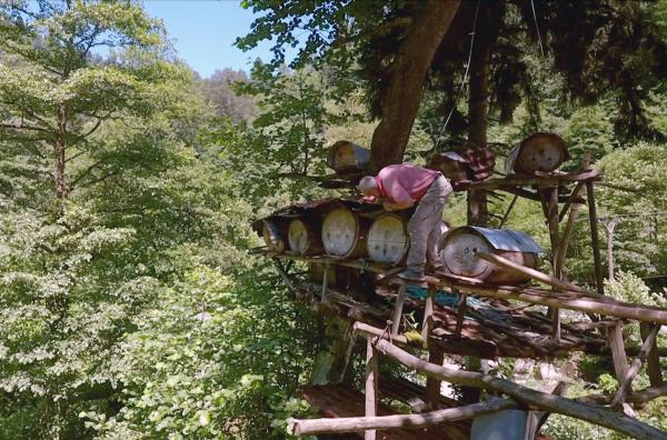 Bild 1 von 4: Mustafa erklimmt den hohen Baum, auf dem er seine Bienenstöcke zum Schutz vor Bären hält, um nach ihnen zu sehen.