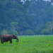 Gabun - Der Schatz im Regenwald