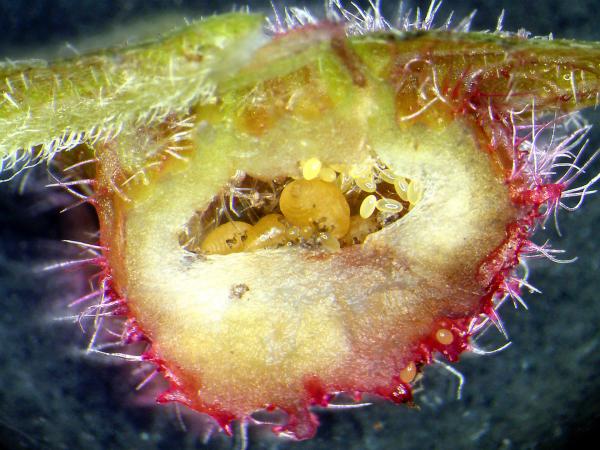 Bild 1 von 15: Reblaus-Eier in einer Galle. Der millimetergroße Schädling hat im 19. Jahrhundert zahllose europäische Winzer in den Ruin getrieben.