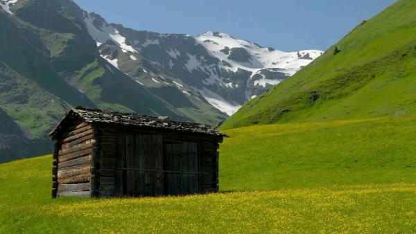 Bild 1 von 19: Im Bild: Blumenwelt am Glockner.