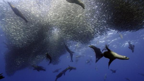 Bild 1 von 15: Seelöwen jagen gemeinsam einen Fischschwarm in den Gewässern Mexikos.