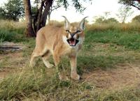 Das Waisenhaus für wilde Tiere