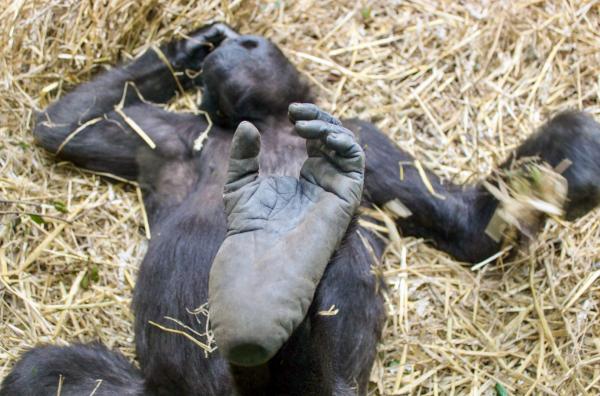 Bild 1 von 1: Westlicher Flachlandgorilla im Zoo Zürich