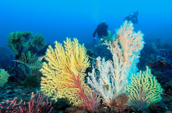 Bild 1 von 7: Die bunte Unterwasserwelt der Tremiti-Inseln steckt voller Überraschungen.